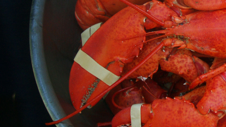 Yoke's Fresh Markets - photography